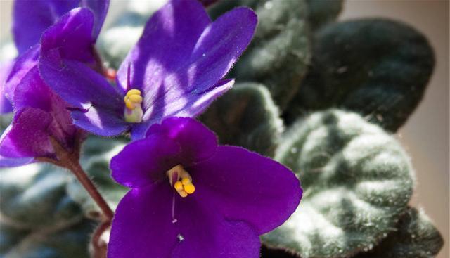 一年四季開花的花卉有哪些_花期四季開花的_四季開的花有